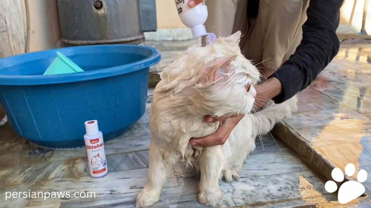 how to bathe a persian cat