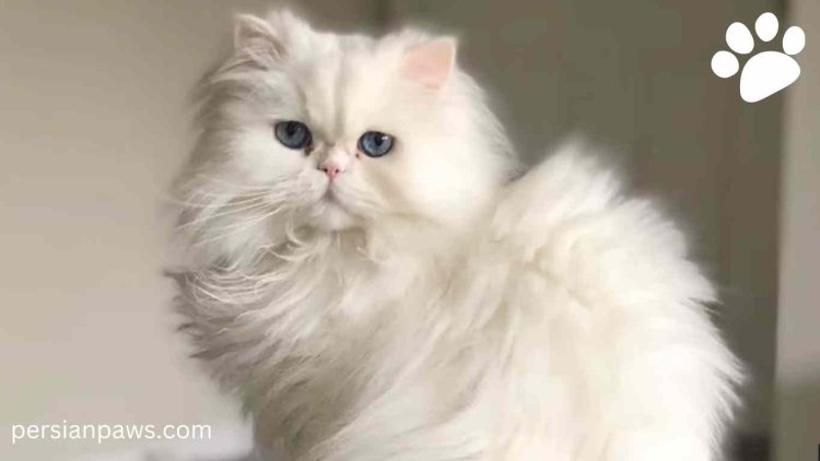 How to Bathe a Persian Cat: A Complete Guide for Persian Cat Lovers