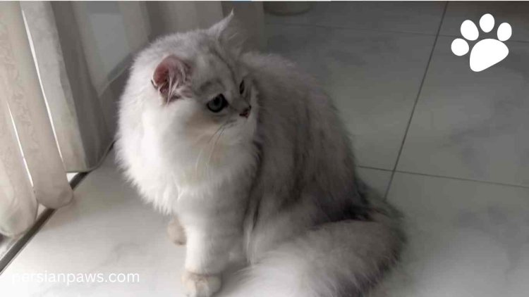 silver persian cat