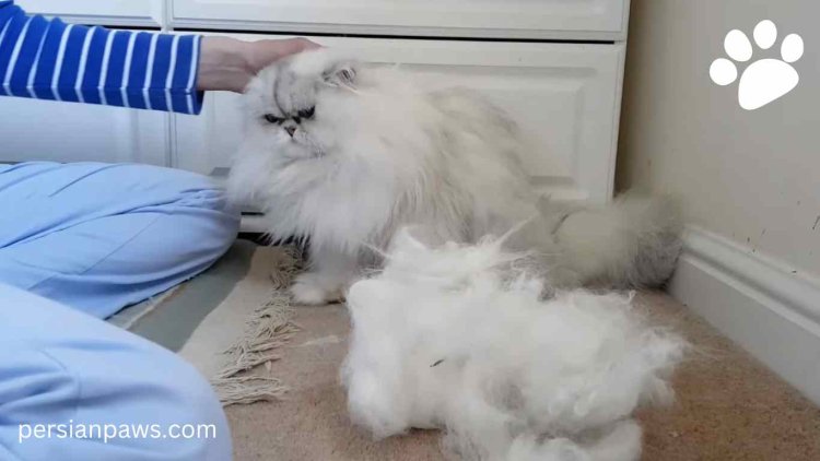 Dealing with Persian Cat Shedding: Tips and Tricks for Cat Lovers