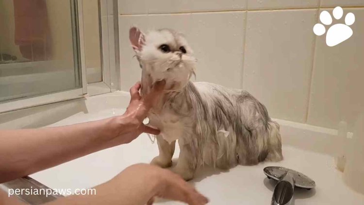 bathing a persian cat