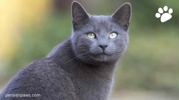 Are Russian Blue Cats Aggressive - A Complete Guide