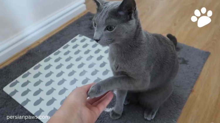 a russian blue cat playing with children