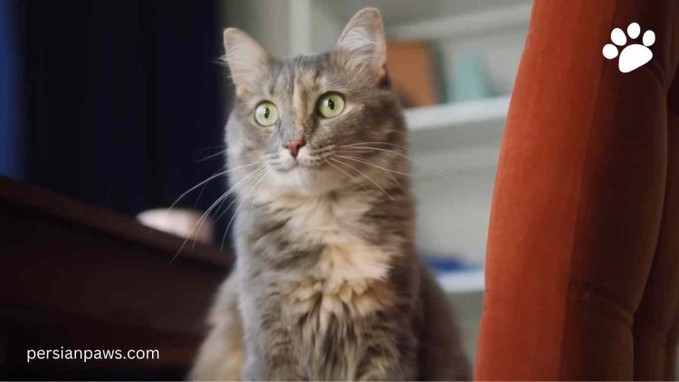 unique torbie cats