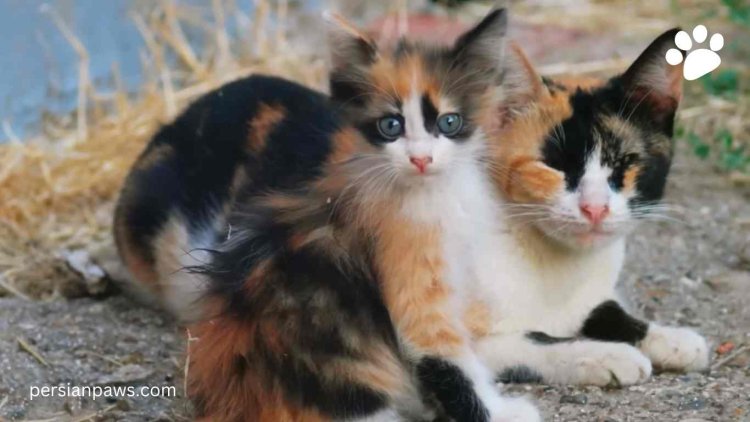 orange and white torbie cats