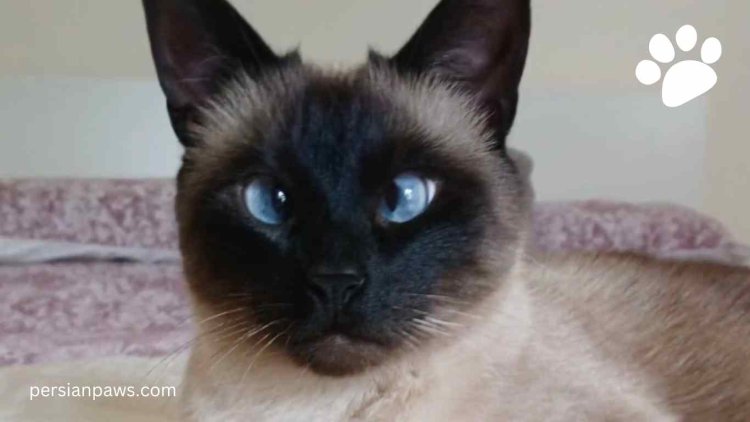 Why Are Siamese Cats Cross-Eyed - Incredible Facts