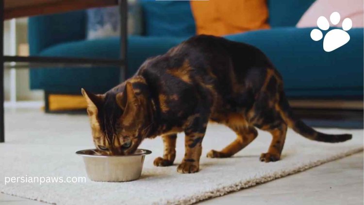 cat drinking water