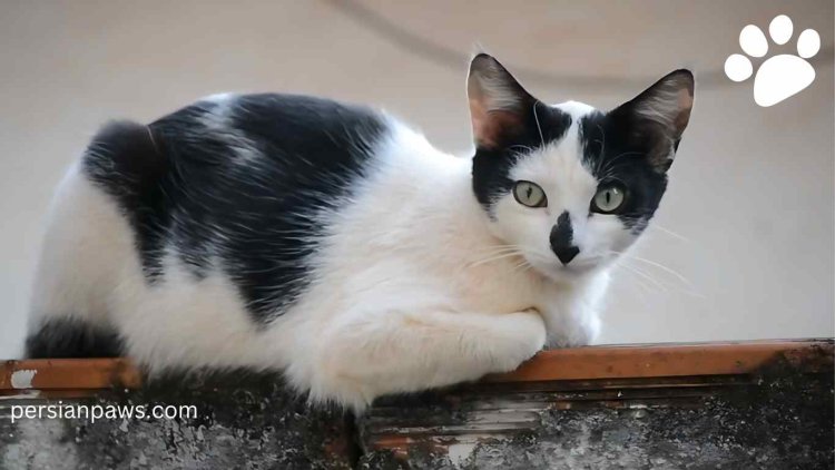 white and black harlequin cat