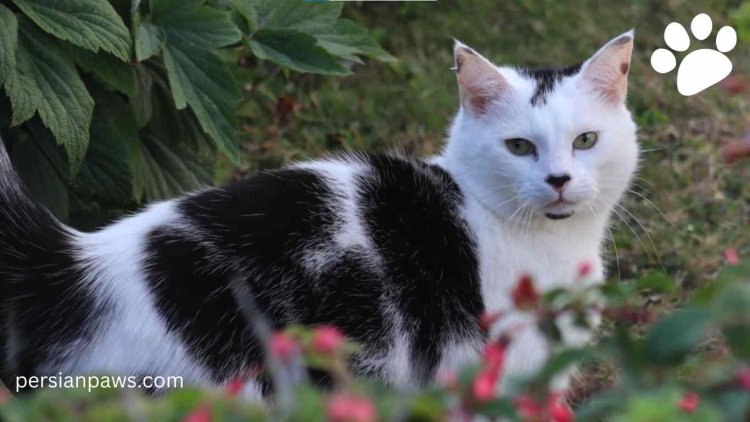 unique harlequin cat