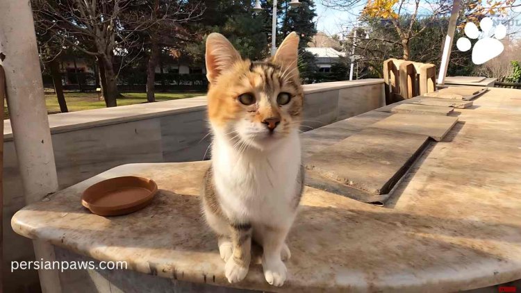 adopting a cross-eyed cat