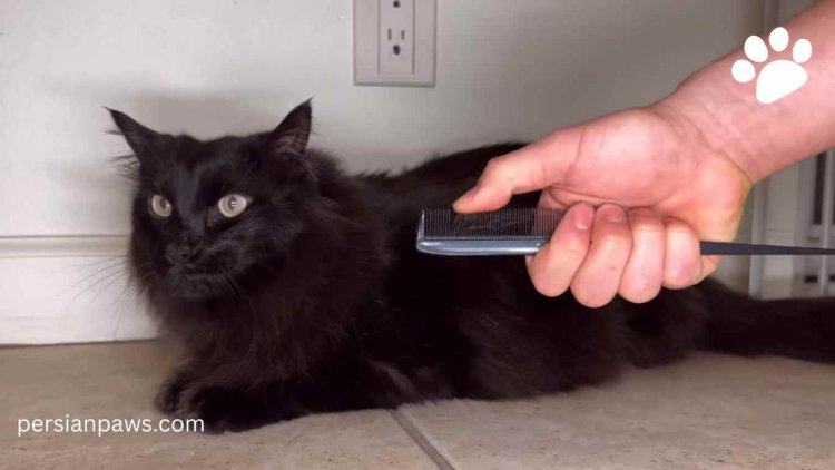 Why Cats Gag at the Sound of a Comb - Revealing Mystery