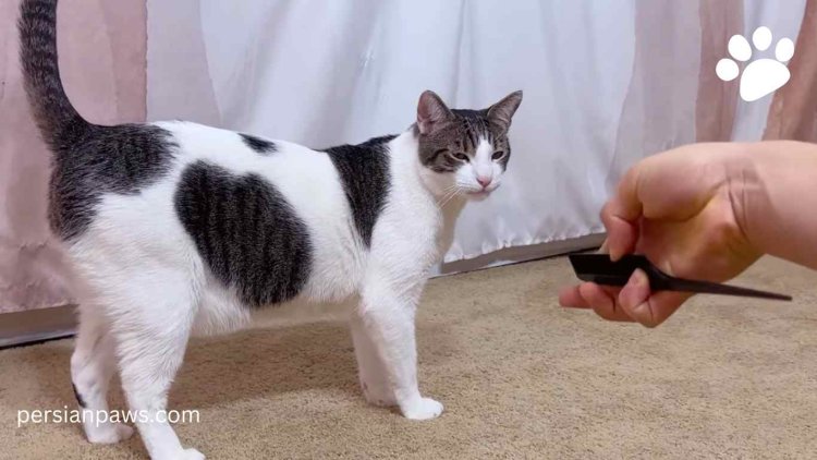 cat in front of comb