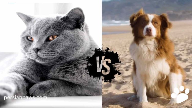 Why Cats Are Better Than Dogs (15 Top Reasons)