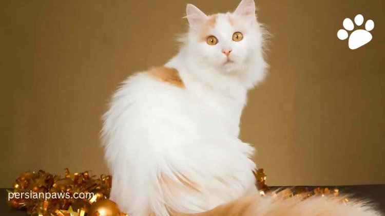 persian cat grooming tips