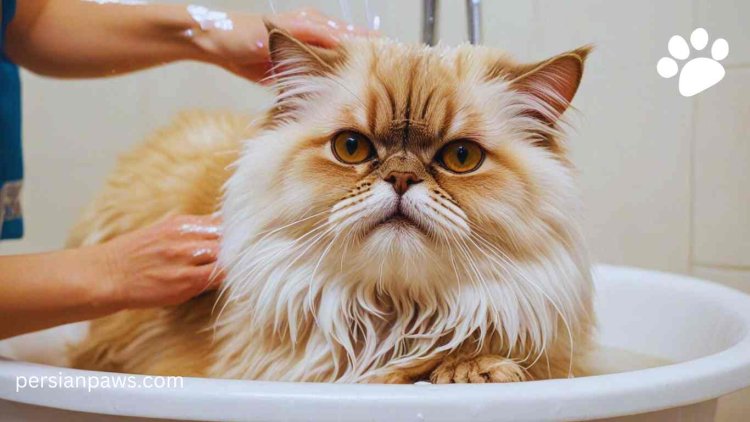 bathing a long hair persian cat