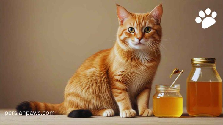 a cat sitting with honey