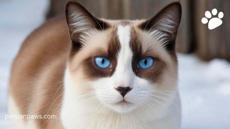 snowshoe blue eyes