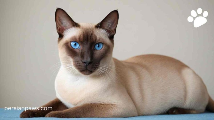 tonkinese blue eyes