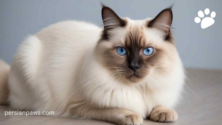 birman blue eyes