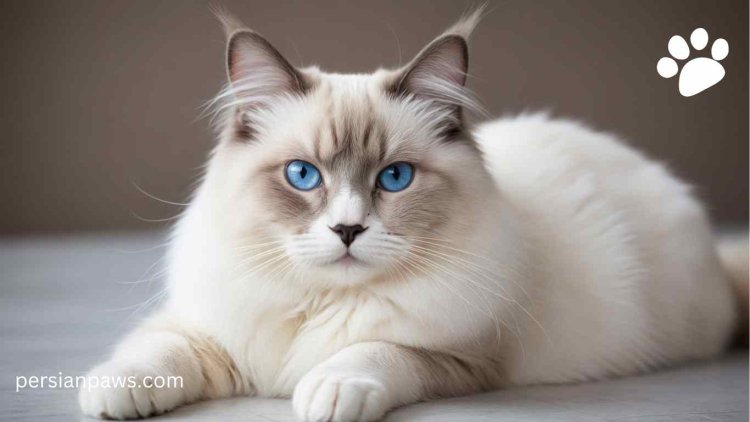 ragdoll blue eyes