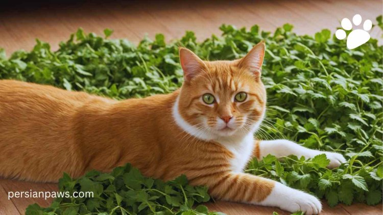 What Is Catnip and Why Do Cats Go Crazy for It?