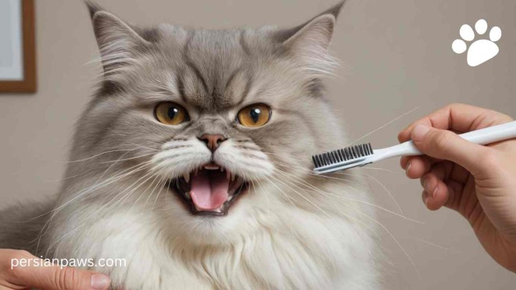 brushing cats teeths