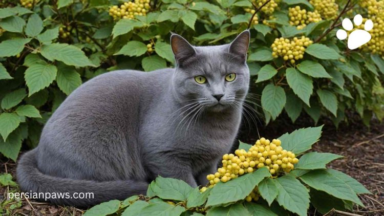 a cat with oregon grape